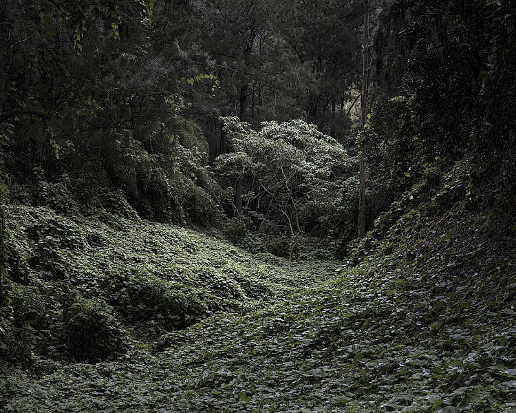 Matthieu Gafsou, Mafate, 2021, de la série Vivants, 2018-2022 © Matthieu Gafsou, Courtesy Galerie C