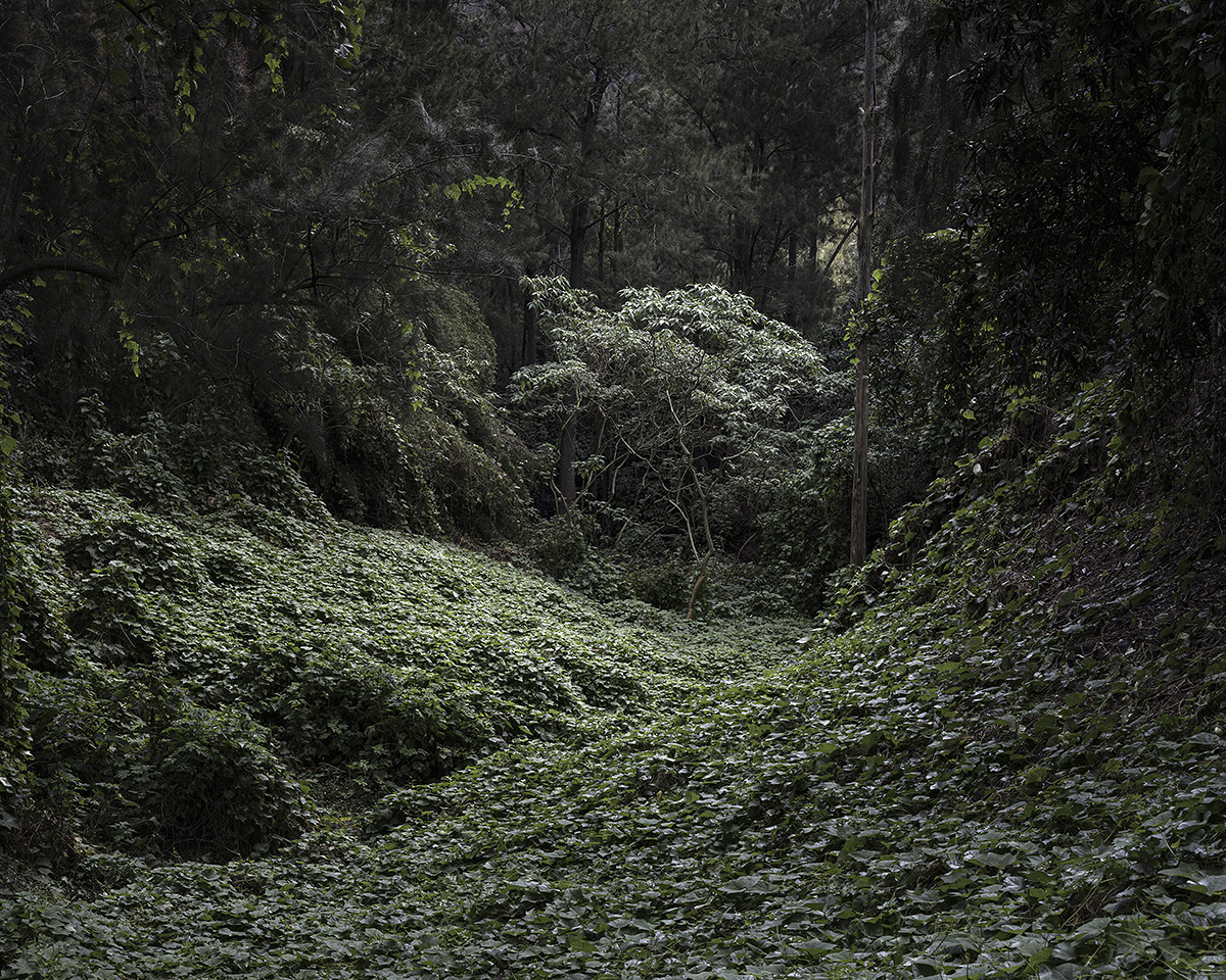 Matthieu Gafsou, Mafate, 2021, de la série Vivants, 2018-2022 © Matthieu Gafsou, Courtesy Galerie C